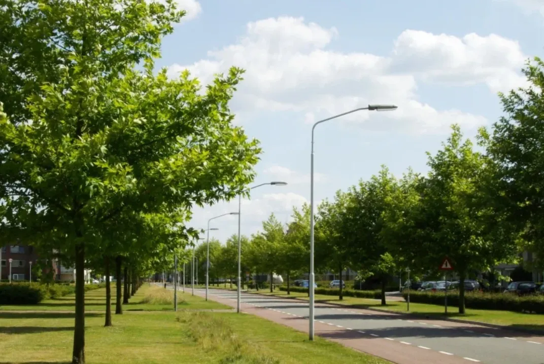 Zorgplicht voor bomen: wie is verantwoordelijk?